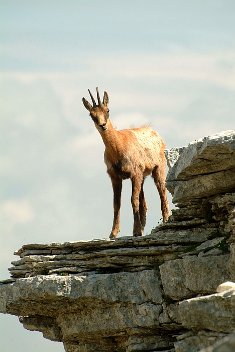 Camoscio d''Abruzzo Rupicapra pyrenaica ornata